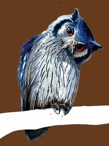 The Northern White-faced Owl on Burnt Orange, 2020