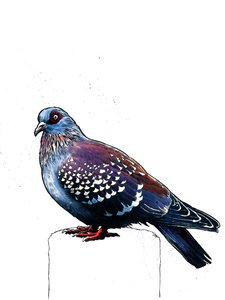The Pigeon on White, 2019 av Mike Davis
