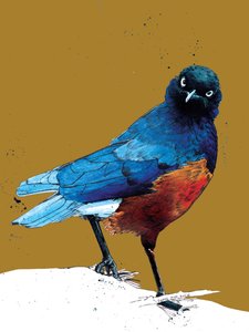 The Superb Starling on Golden Yellow, 2020