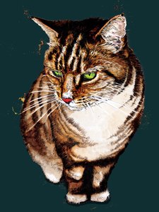 Tabby Cat on Deep Cyan, 2020