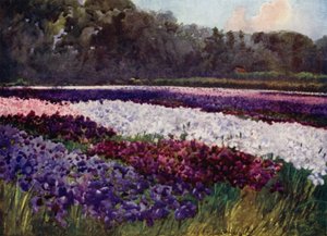 "I smaragd tuer, blomster lilla, blå og hvit, som safir, perle og rike broderier" (farge litho) av Mima Nixon