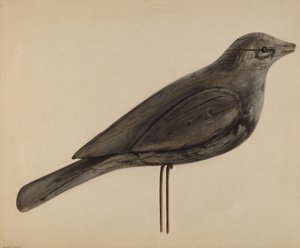 lokkefugl (måke)
