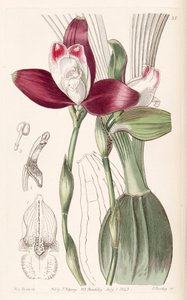 Lycaste macrophylla (som syn. Lycaste plana) av Miss Drake