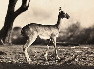 Bygge et imperium i den fascistiske tidsalderen: en geit av Setit, 09.05.1936 (s/hvitt-bilde) av Modestino Baldinetti