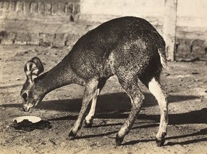 Bygge et imperium i den fascistiske tidsalderen: en antilope, 09.05.1936 (s/hvitt-bilde) av Modestino Baldinetti