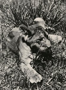 Bygge et imperium i den fascistiske tidsalderen: et eksempel på en ung løve, 09.05.1936 (s/hvitt-bilde) av Modestino Baldinetti