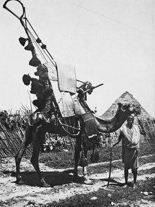 Bygge et imperium i den fascistiske tidsalder: kamel med pynt til en bryllupsseremoni, 09.05.1936 (s/hvitt-bilde) av Modestino Baldinetti