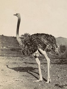 Bygge et imperium i den fascistiske tidsalderen: eksempel på en struts, 09.05.1936 (s/hvitt-bilde) av Modestino Baldinetti
