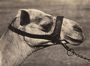 Bygge et imperium i den fascistiske tidsalderen: leder av en bisciari-kamel, 09.05.1936 (s/hvitt-bilde) av Modestino Baldinetti