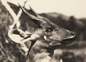 Bygge et imperium i den fascistiske tidsalderen: hodet til en antilope, 09.05.1936 (s/hvitt-bilde) av Modestino Baldinetti