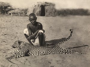'Building an Empire' i den fascistiske tidsalderen: innfødte som viser en leopard, 09/05/1936 (s/hv-bilde) av Modestino Baldinetti