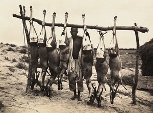 Bygge et imperium i den fascistiske tidsalderen: noen fangede hjort, 09.05.1936 (s/hvitt-bilde) av Modestino Baldinetti