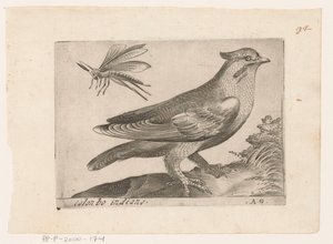 Pestvogel (Bombycilla garrulus) Colonbo indiano (tittel på objekt) Vogels (serietittel)