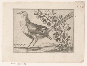 Vogel Codazinzola (tittel på objekt) Vogels (serietittel)
