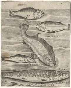 Studieblad met vijf vissen Fisk live-ikoner (serietittel) av Monogrammist P+P