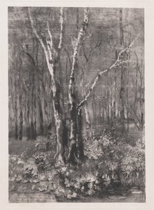 Skogen i parken nær Monza