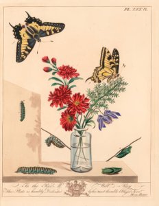 Svalehalesommerfugl, Papilio machaon. Håndkolorert litografi etter illustrasjon av Moses Harris