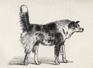Halvavlet gjeterhund med fiendtlige intensjoner, fra Charles Darwins 