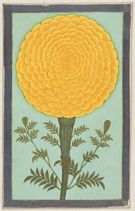 A Marigold, fra Small Clive Album (wc på papir) av Mughal School