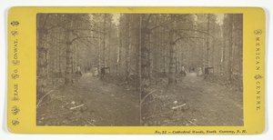Cathedral Woods, North Conway, N.H., midten av 1800-tallet. av N.W. Pease
