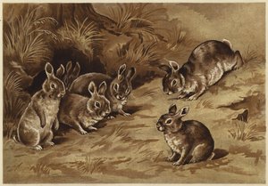 Babykaniner (litho)