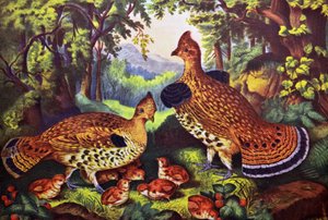 The Happy Family, Ruffed Grouse og Young av N. and Ives, J.M. Currier