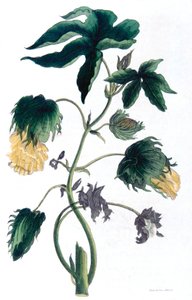 Gossypium - bomullsplante, 1823 av Neale and Son