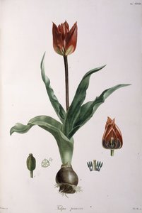 Tulip praecox, 1811-1829