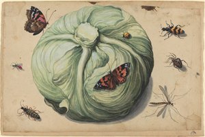 Kålhode med insekter