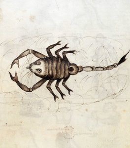 Sloane 3983. Folio nr: 23 Stjernetegnet Skorpionen (vellum) av Netherlandish School