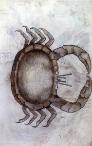 Sloane 3983 f.14v, En krabbe, stjernetegn for kreft av Netherlandish School