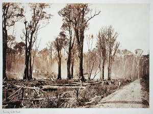 Seventy-Mile Bush (sepia-bilde)