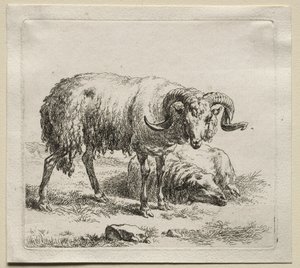 Animalia: Vær og sau av Nicolaes Berchem