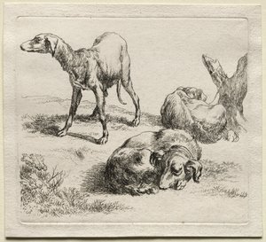 Animalia: Tre jakthunder