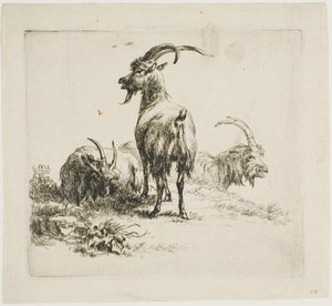 Geiter, fra forskjellige dyr av Nicolaes Berchem