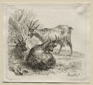 Tre geiter. av Nicolaes Pietersz. Berchem