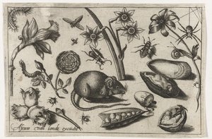 Blomster, en mus, insekter og en blåskjell Fugler, blomster, insekter etc. (serietittel)