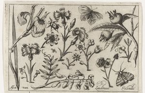 Blomster og sommerfugler Fugler, blomster, insekter etc. (serietittel)