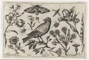 Blomster, insekter, nattpåfugløye og en kråke Fugler, blomster, insekter etc. (serietittel)
