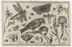 Blomster, øyenstikkere og fugl Fugler, blomster, insekter etc. (serietittel)