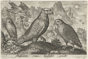 Ørn og andre rovfugler Fugler og insekter (serietittel) av Nicolaes de Bruyn