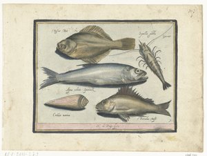 Flyndre, reker, smelte og pos Libelivs diverse Genera piscium complectens (serietittel) Ferskvannsfisk, marin fisk, frosker, krepsdyr og sjødyr (serietittel) av Nicolaes de Bruyn