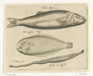Sild, tunge og pipefisk Libelivs diverse Genera piscium complectens (serietittel) Ferskvannsfisk, marin fisk, frosker, krepsdyr og sjødyr (serietittel) av Nicolaes de Bruyn
