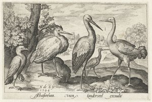 Stork, trane, hegre og skjestork Fugler og insekter (serietittel)