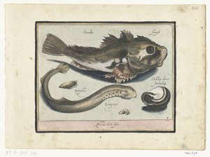Gurnard, lamprey og snegleskall Libelivs varia Genera piscium complectens (serietittel) Ferskvannsfisk, marine fisk, frosker, krepsdyr og sjødyr (serietittel) av Nicolaes de Bruyn
