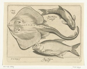 Rokke, brasme og sik Libelivs diverse Genera piscium complectens (serietittel) Ferskvannsfisk, marin fisk, frosker, krepsdyr og sjødyr (serietittel) av Nicolaes de Bruyn