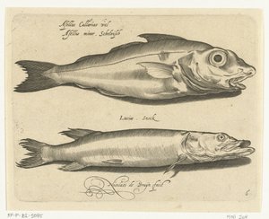 Hyse og gjedde Libelivs diverse Genera piscium complectens (serietittel) Ferskvannsfisk, marin fisk, frosker, krepsdyr og sjødyr (serietittel) av Nicolaes de Bruyn