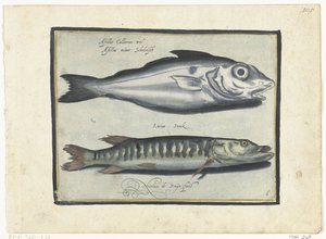 Hyse og gjedde Libelivs diverse Genera piscium complectens (serietittel) Ferskvannsfisk, marin fisk, frosker, krepsdyr og sjødyr (serietittel) av Nicolaes de Bruyn