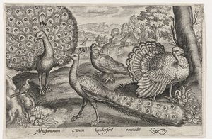To påfugler og kalkun Fugler og insekter (serietittel) av Nicolaes de Bruyn