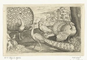 To påfugler og kalkun Fugler og insekter (serietittel) av Nicolaes de Bruyn